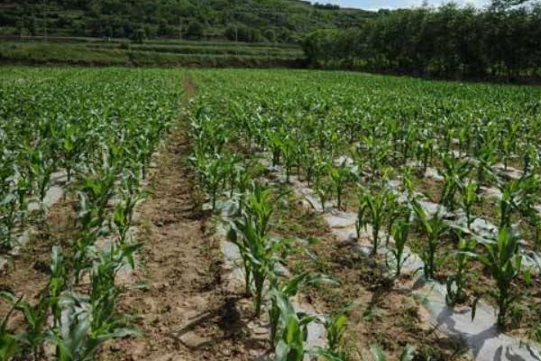 龙田811玉米品种简介，注意防治丝黑穗病