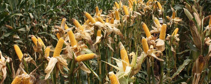 泰昌盛2号玉米品种的特性，中抗大斑病