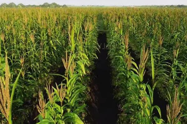 泰昌盛2号玉米品种的特性，中抗大斑病