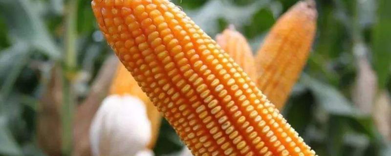 DF939玉米品种的特性，注意防治丝黑穗病