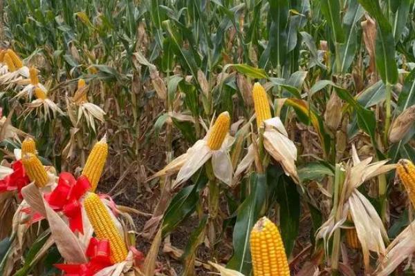 泰昌盛2号玉米品种的特性，中抗大斑病
