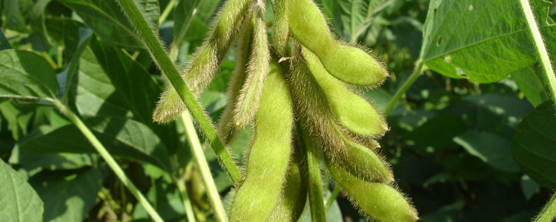 赣豆21大豆种子特点，密度2.0万株/亩左右