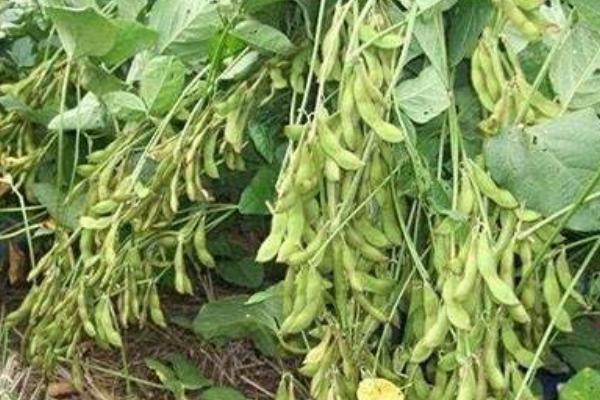 赣豆21大豆种子特点，密度2.0万株/亩左右