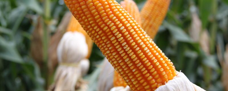 泽邦12玉米品种的特性，适宜播期4月下旬至5月上旬