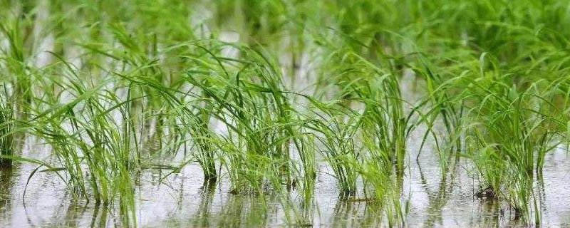 玮两优4278水稻种子特征特性，一般4月下旬至5月中旬播种