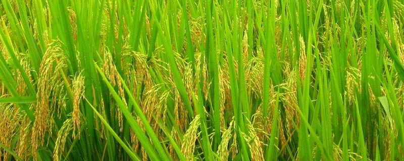 玮两优钰占水稻品种简介，每亩有效穗数16.7万穗