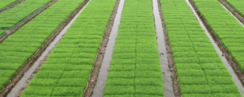 香禾优822水稻品种的特性，每亩插足基本苗8万以上
