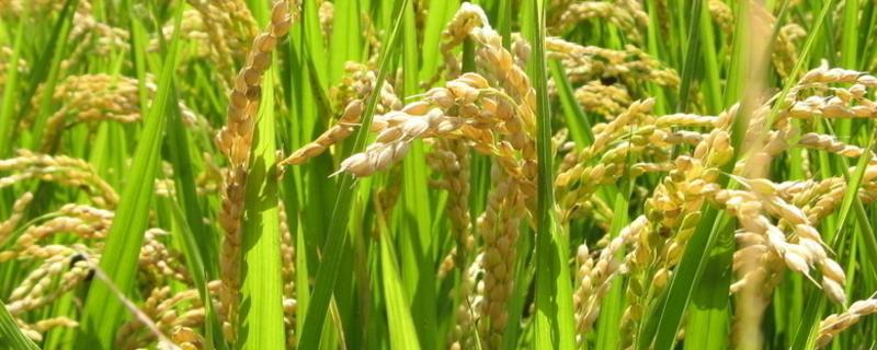 冈优9605水稻种子介绍，秧田播种量每亩10.0千克