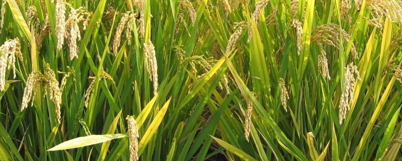 华谷优闽香丝苗水稻品种的特性，每亩有效穗数16.7万穗