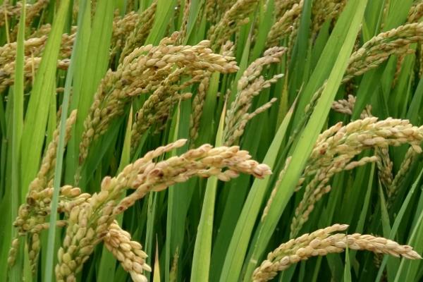 香禾优822水稻品种的特性，每亩插足基本苗8万以上