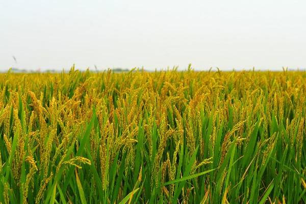 玮两优4278水稻种子特征特性，一般4月下旬至5月中旬播种