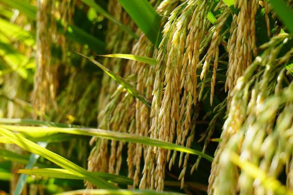 兆优1170水稻品种简介，一般4月下旬至5月上旬播种