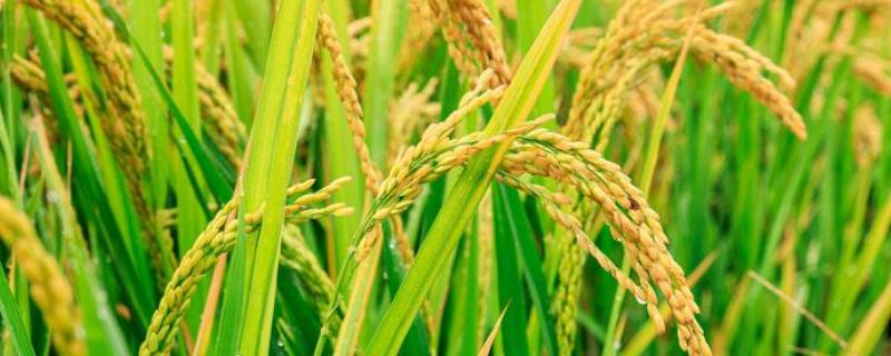 峻两优3006水稻种子特点，每亩有效穗数15.0万穗