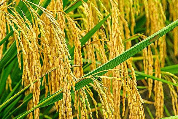 兆优1170水稻品种简介，一般4月下旬至5月上旬播种