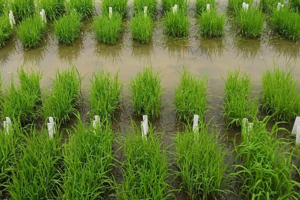 华两优2822水稻种子特点，每亩插足基本苗8万以上