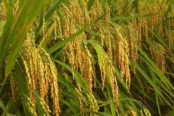 兆优1170水稻品种简介，一般4月下旬至5月上旬播种