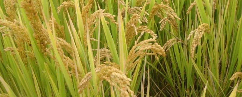 安两优洁田2023水稻品种的特性，籼型两系杂交水稻品种