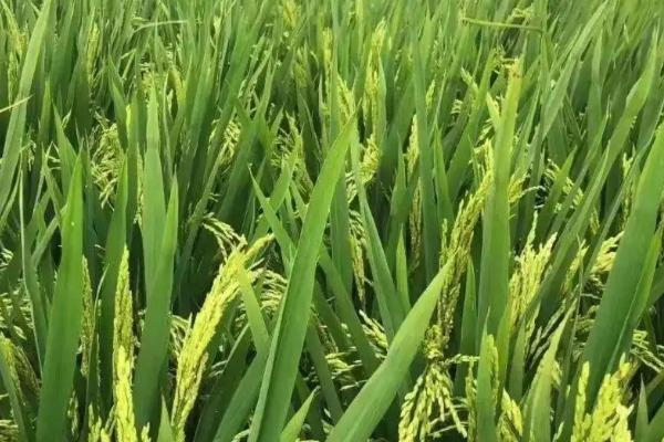 冈优9605水稻种子介绍，秧田播种量每亩10.0千克