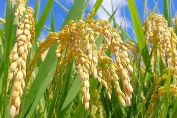 峻两优3006水稻种子特点，每亩有效穗数15.0万穗