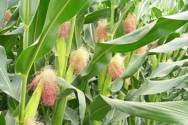科玉2号玉米种子特征特性，湘北3月底到4月初为适宜播期