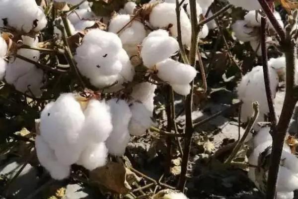 泗阳329棉花种子简介，该品种属迟熟杂交棉花