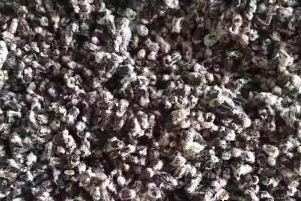 泗阳329棉花种子简介，该品种属迟熟杂交棉花