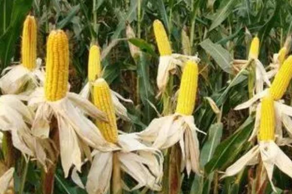 新中玉1号玉米种子特征特性，湘北3月底到4月初播种