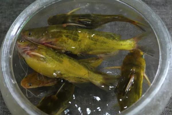 黄骨鱼一般有多大，一般为200-300克左右/尾