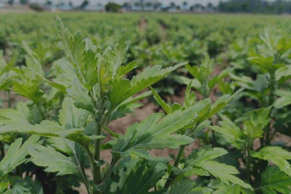 栽培菊花怎么防治根结线虫，淤灌数个月可避免侵染