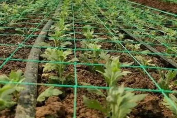 栽培菊花怎么防治根结线虫，淤灌数个月可避免侵染