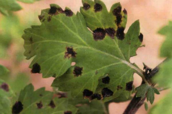 栽培菊花怎么防治根结线虫，淤灌数个月可避免侵染