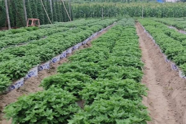 栽培菊花怎么防治根结线虫，淤灌数个月可避免侵染
