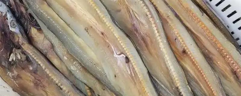 鳗鱼干和带鱼干哪个更好吃，都是很好吃的食物