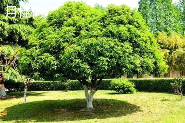 桂花原生和嫁接有什么区别，抗性、效果、花期等方面均不同
