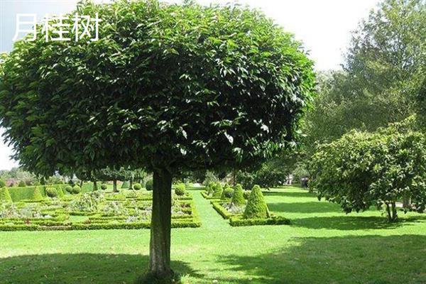 桂花原生和嫁接有什么区别，抗性、效果、花期等方面均不同