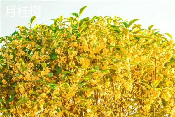 桂花原生和嫁接有什么区别，抗性、效果、花期等方面均不同
