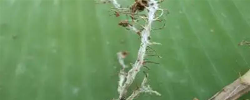 大岩桐的病虫害的防治技术，不同病害的防治方法不同