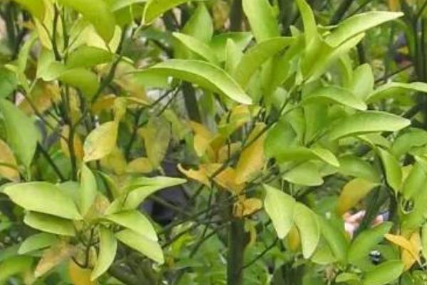 大岩桐的病虫害的防治技术，不同病害的防治方法不同
