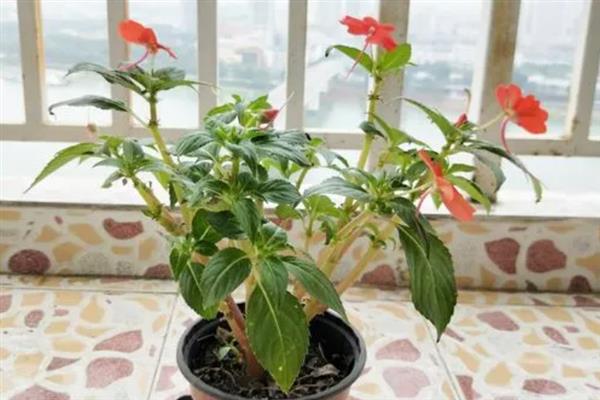 凤仙花的花期有多长，能维持4个月左右