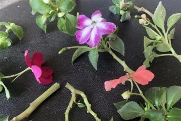 凤仙花的花期有多长，能维持4个月左右