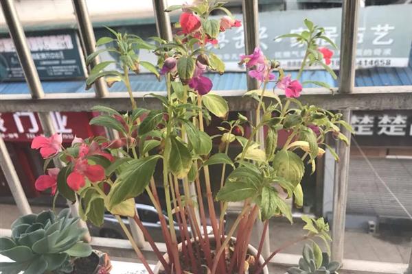 凤仙花的花期有多长，能维持4个月左右