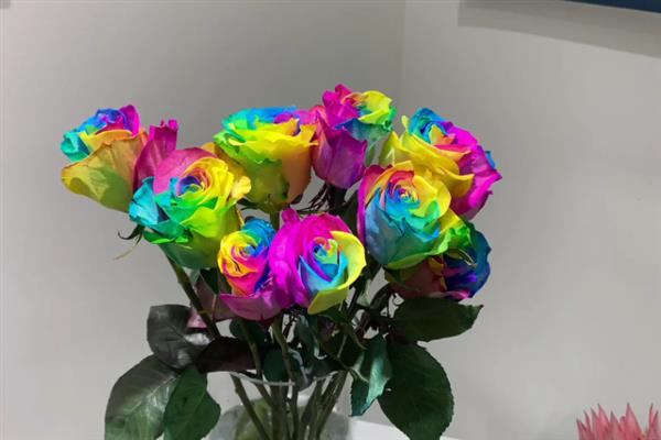 怎么养七彩玫瑰，每隔一周左右换水一次