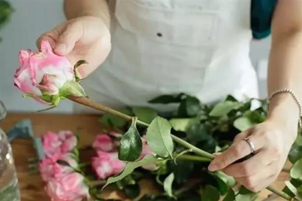 怎么养七彩玫瑰，每隔一周左右换水一次