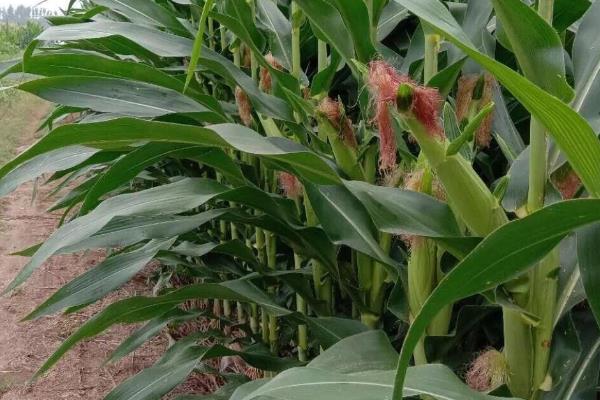 联创825玉米品种的简介，抗旱及吸收水肥的能力较强