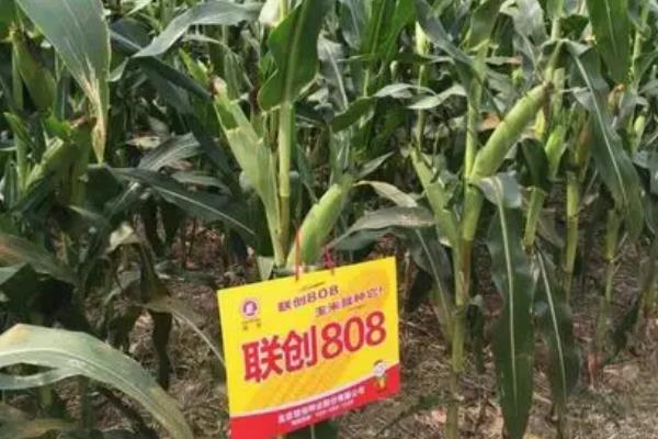 联创825玉米品种的简介，抗旱及吸收水肥的能力较强