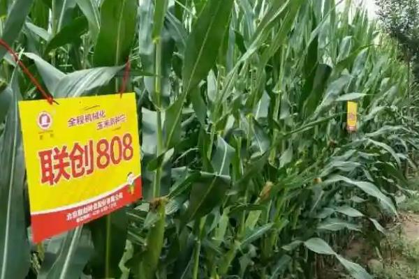 联创825玉米品种的简介，抗旱及吸收水肥的能力较强