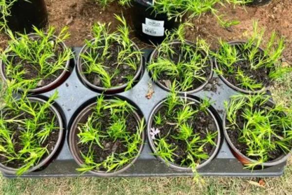 福禄考的播种时间，在4-5月份时播种为佳
