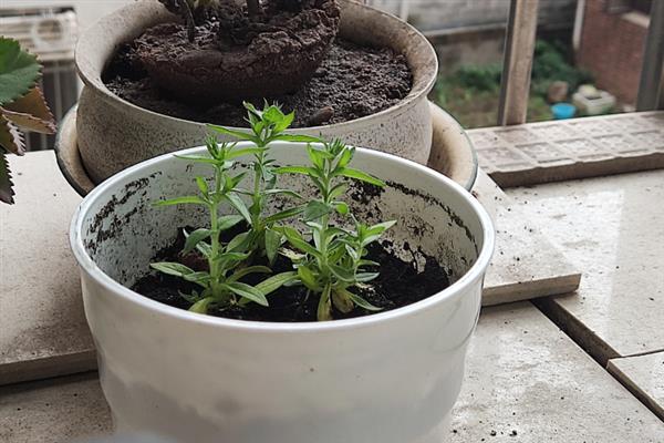 福禄考的播种时间，在4-5月份时播种为佳