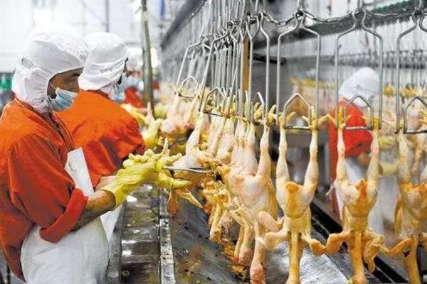 屠宰鸡鸭需要哪些手续，需办理卫生许可证、营业执照等