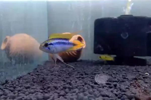 卡瑞罗阿卡西短鲷好不好养，悉心照料就能养好